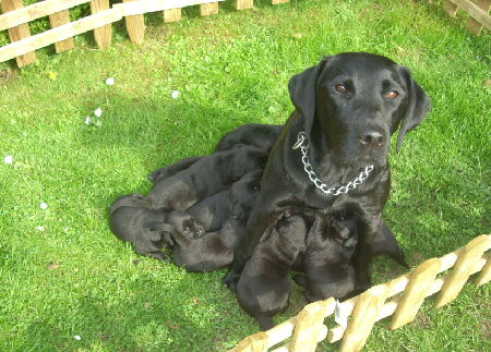 Welpen beim S�ugen mit drei Wochen